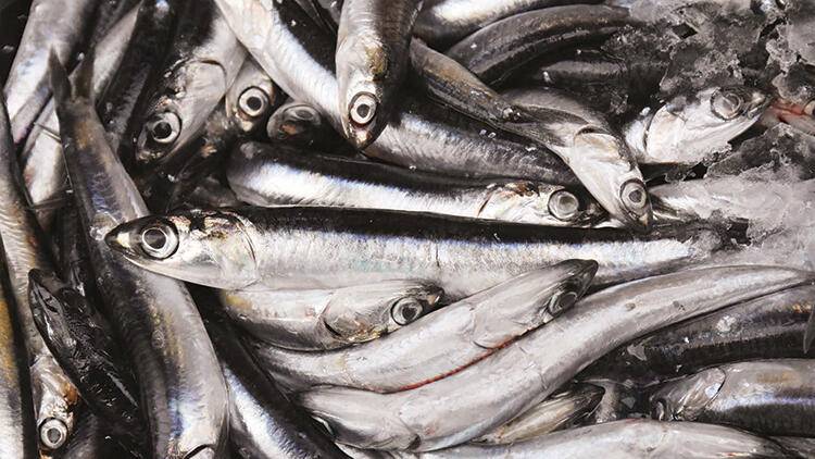 Karadeniz’de hamsi avı yasaklandı