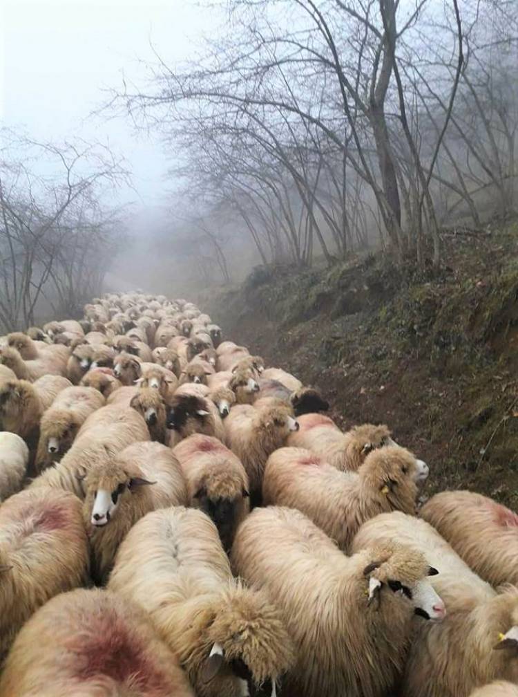 Anaç koyun ve keçi destekleme başvurularını unutmayın